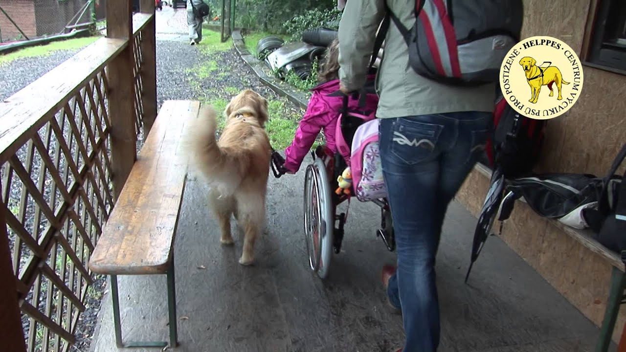 Helppes - Centrum výcviku psů pro postižené o.p.s.