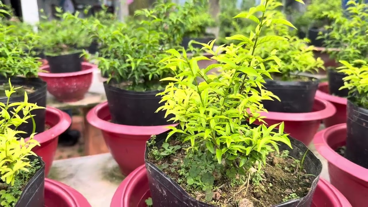 Mai Chiếu Thủy bị vàng lá, nguyên nhân & cách khắc phục 