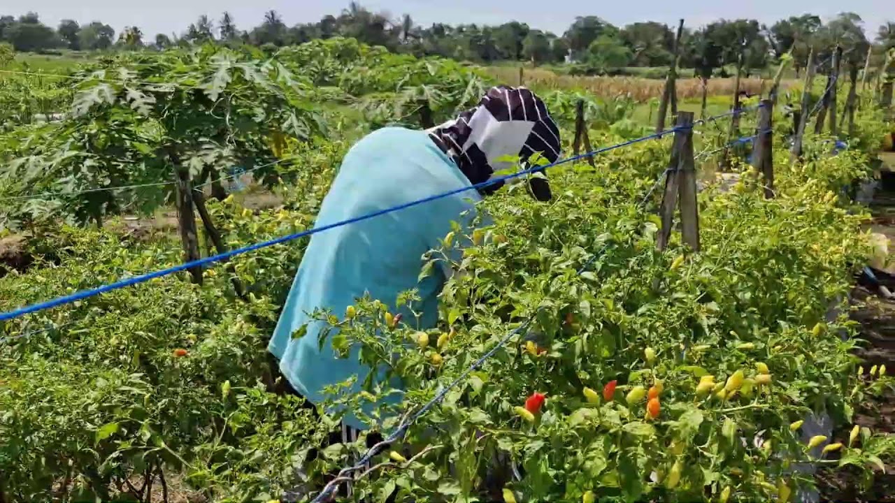 THE GENIUS FARMER WHO HARVESTS HUNDREDS OF CHILI PEPPERS BAREHANDED! - Agriculture Farming