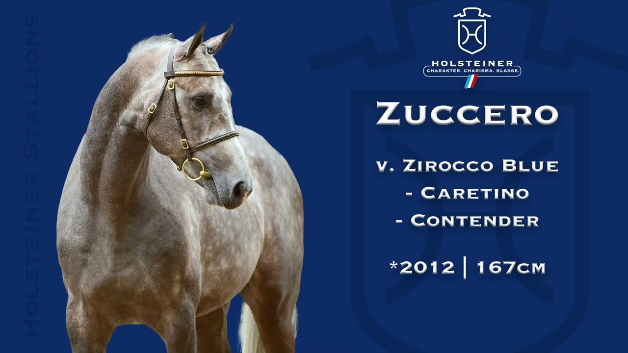 Holsteiner Verbandshengste 2023 | Zuccero