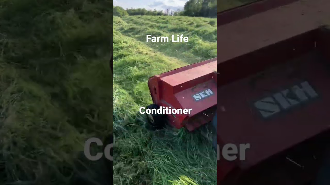 Conditioning the hay with the Massey Ferguson #farmlife #farm #tractor #agriculture #farming #vlog