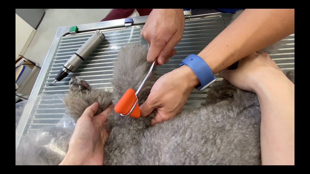 ワンちゃんのふらつきや異常行動にとても有効な神経学的検査！特別な道具はいりません！Very effective exams for abnormal behavior of the dog !