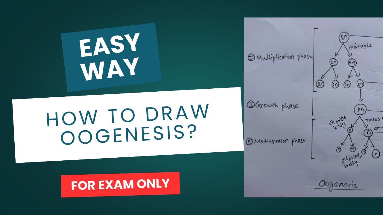 How to draw egg formation process | Oogenesis 