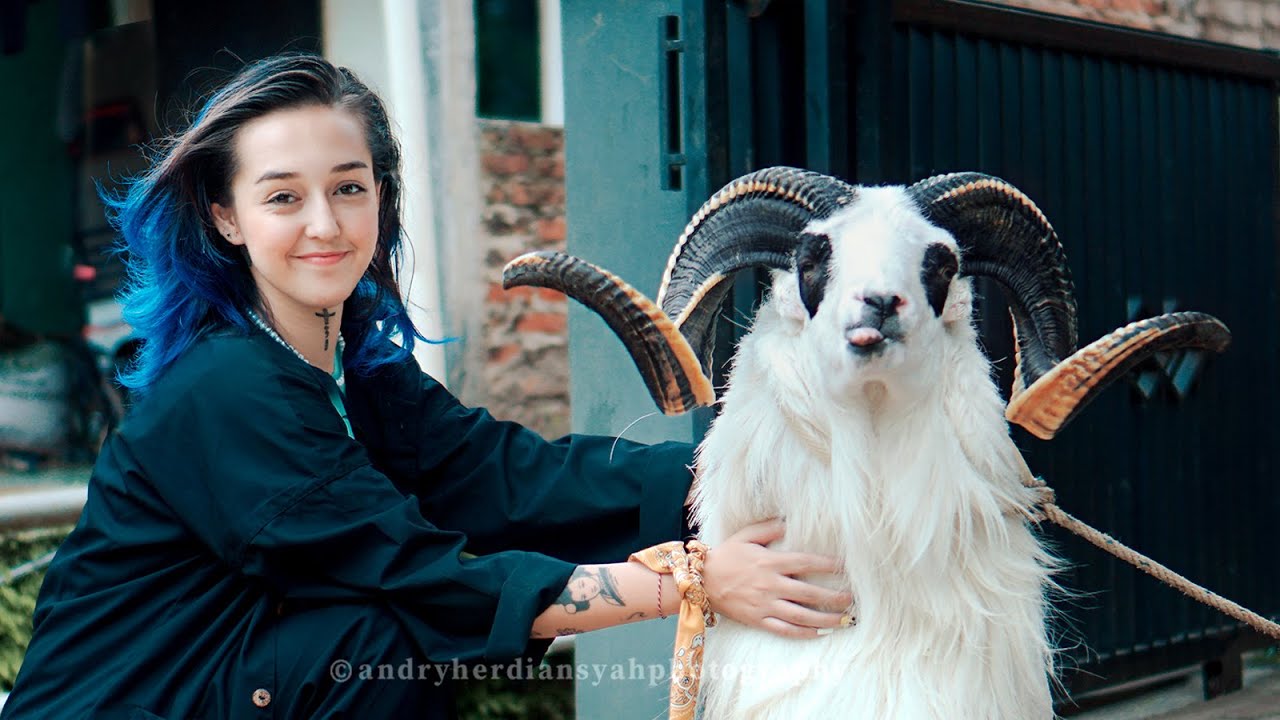 Visiting Domba Garut Cage In Bandung!! BULE CANTIK DAN DOMBA GARUT