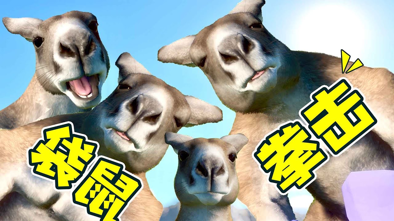 養了袋鼠才知道，這是真打呀！ - 動物園之星 25| 勾魂公狒狒