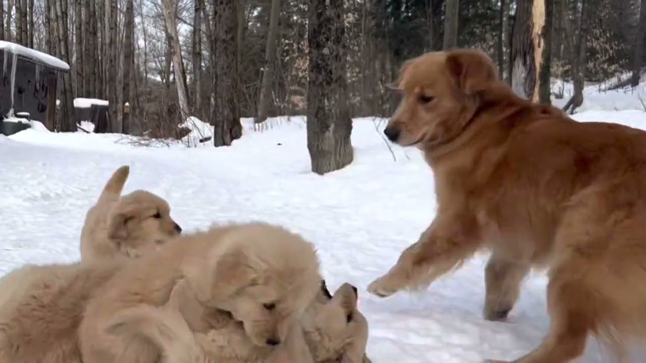 Quiet Chaos &mdash; Butternut Goldens
