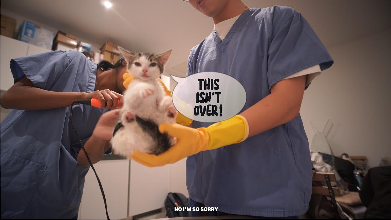I Adopted a 9-Week-Old Kitten… and It Did NOT Go as Planned