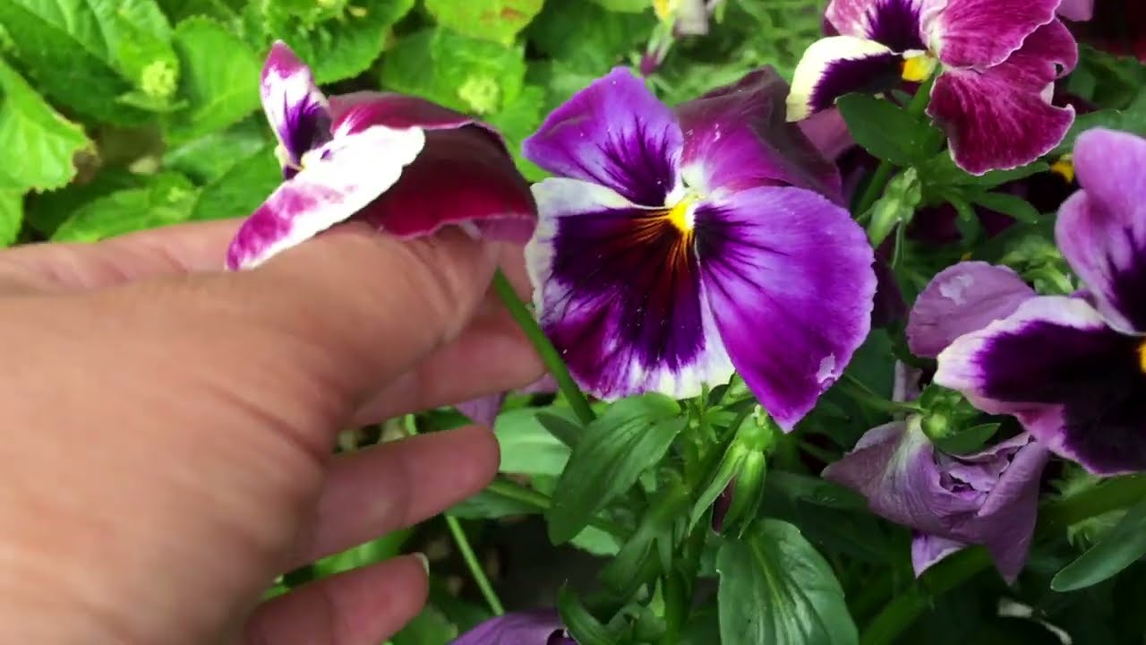 Viooltjes: uitgebloeide bloemen weghalen voor meer bloei en labelen om zaden te oogsten
