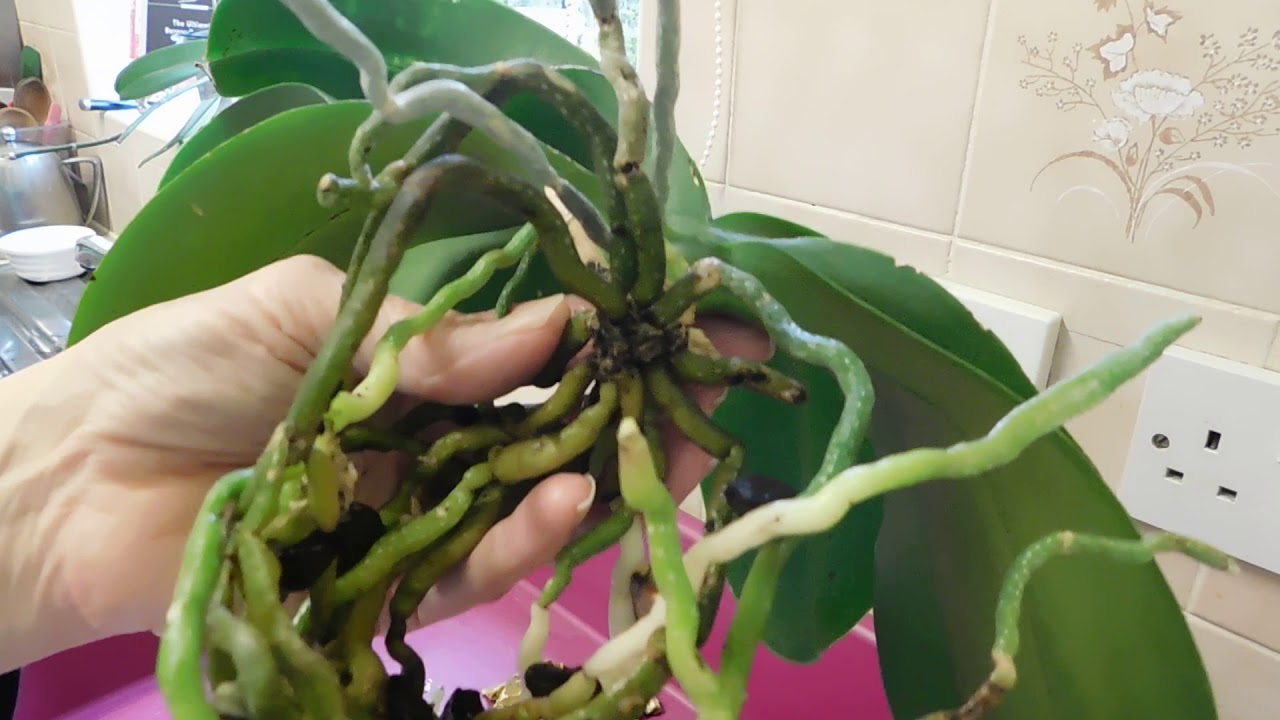 Moving  my hybrid phalaenopsis orchids into glass vases