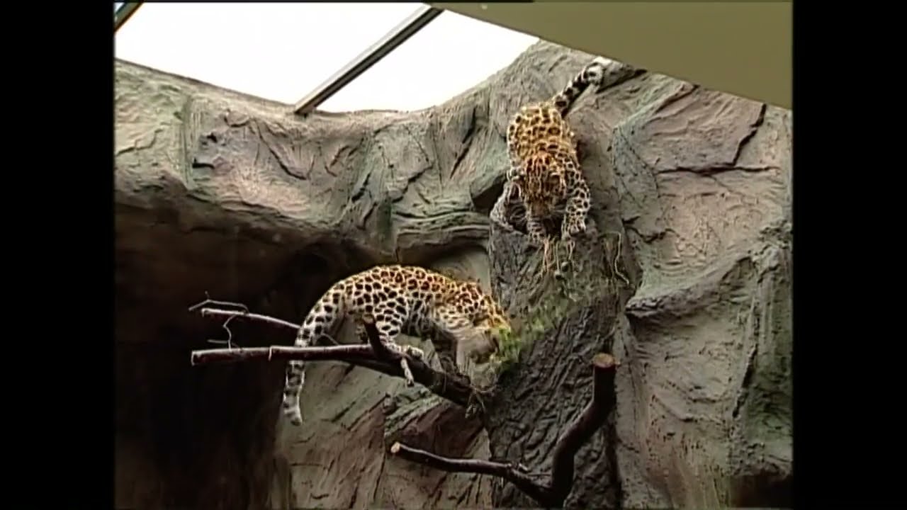 Panthera pardus orientalis - пантера амурська - Amur leopard