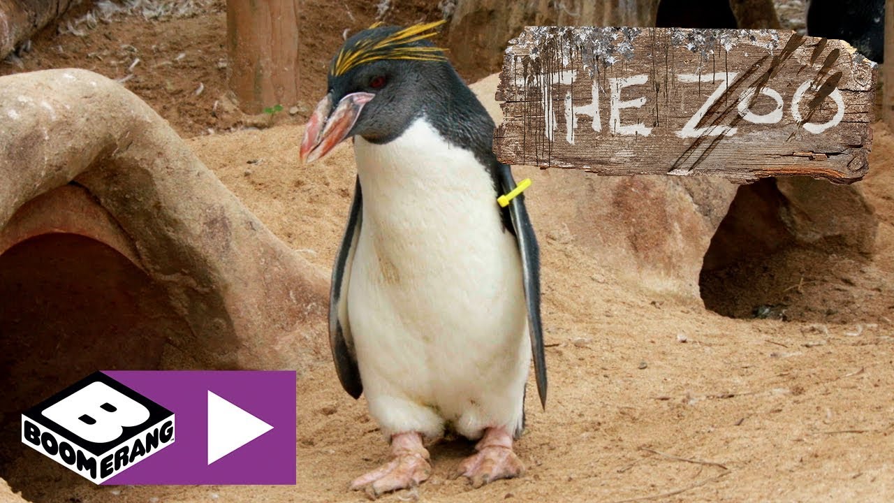 Dyrehagen | Menneskelig pingvin | Boomerang Norge