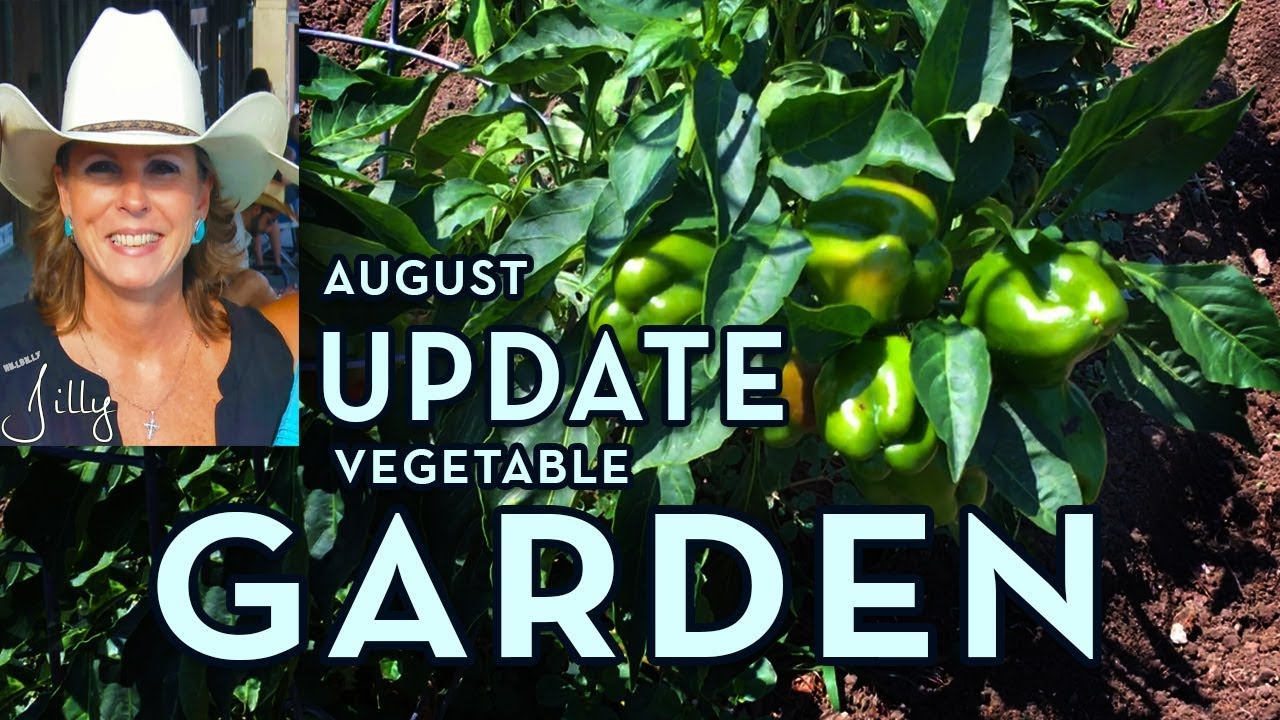 North Texas Vegetable Garden Update - Mid August
