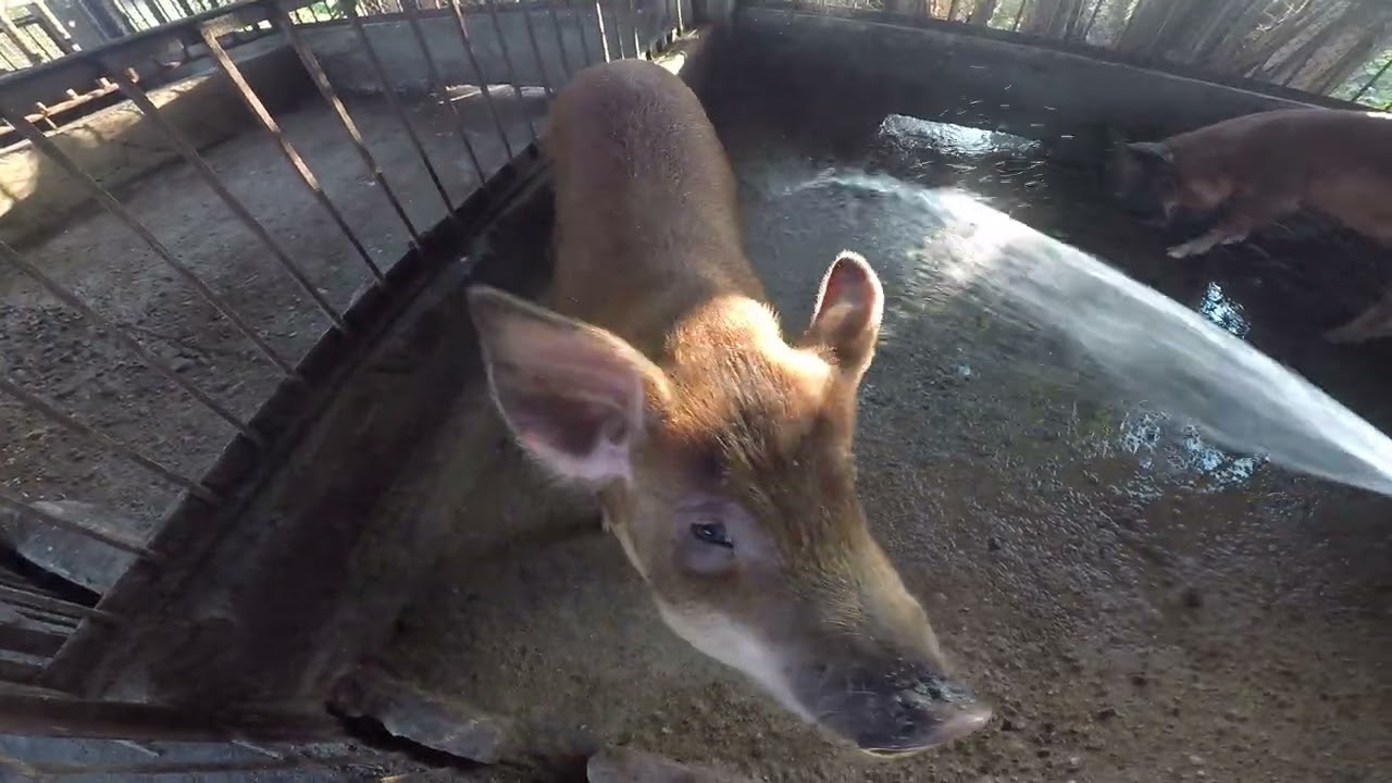 clinging pig faram #pig #piggy 