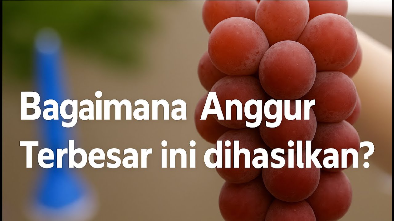 Anggur Ruby Roman: Anggur terbesar di dunia