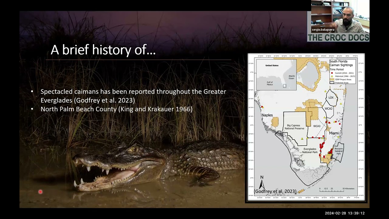 Spectacled caiman eradication efforts