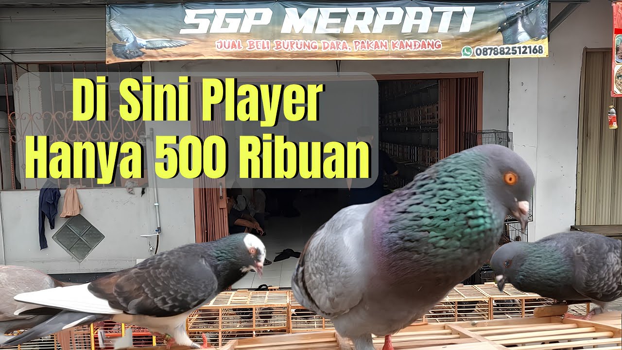 Kios Merpati Baru Isinya Jos Jos Mau Bahan Atau Player disini Ada