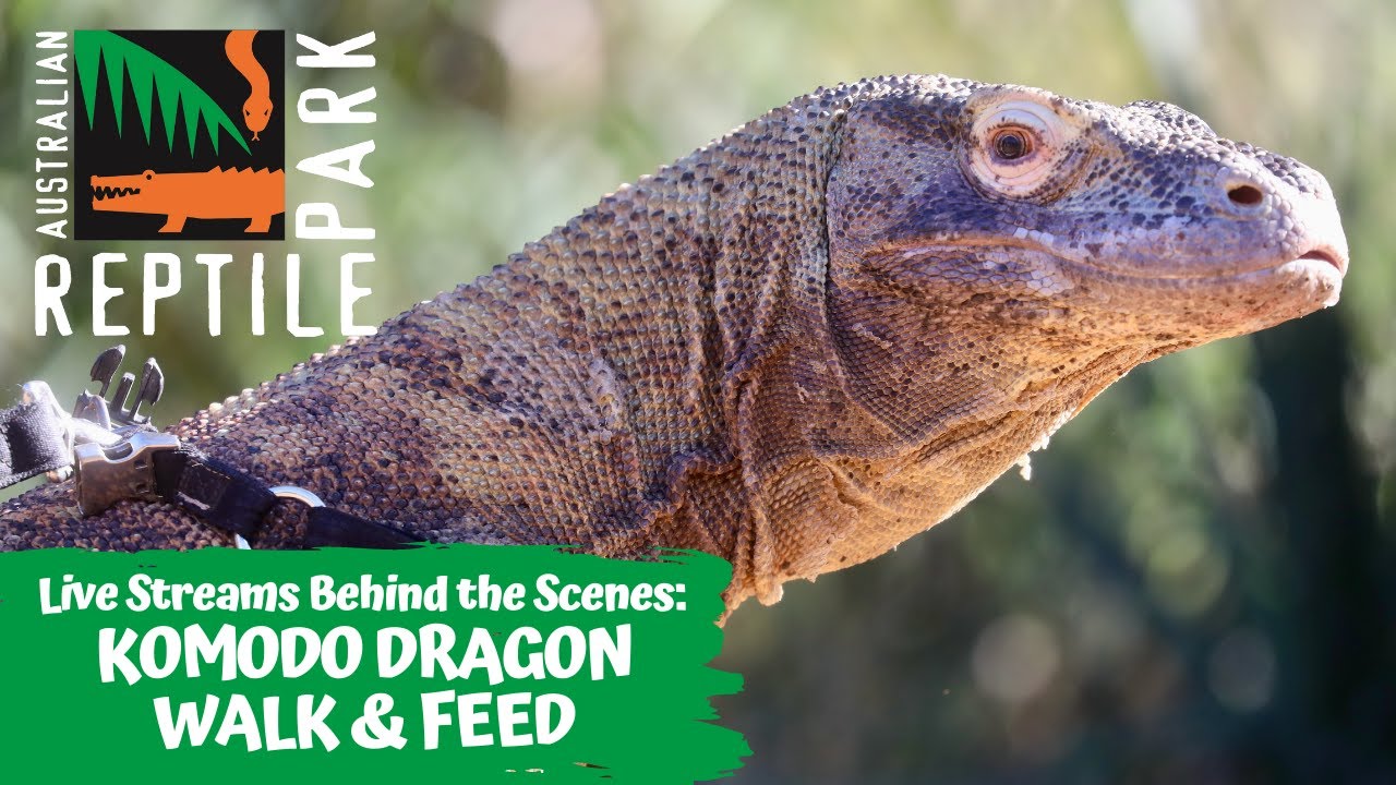 KOMODO DRAGON FEEDING (LIVE FOOTAGE) | AUSTRALIAN REPTILE PARK