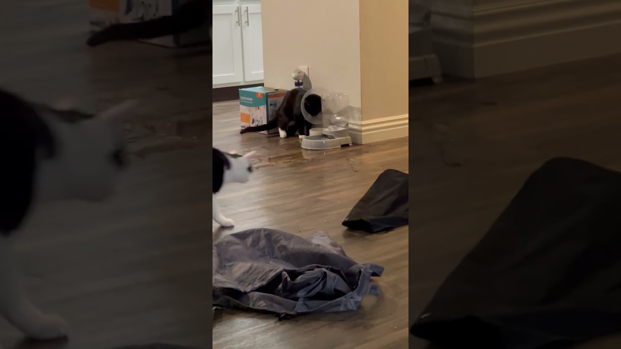 Thirsty Kitten Wearing Cone Deliberately Spills Water on Floor - 1491569