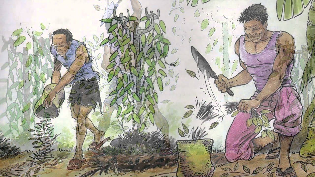 Vanilleanbau in Madagaskar
