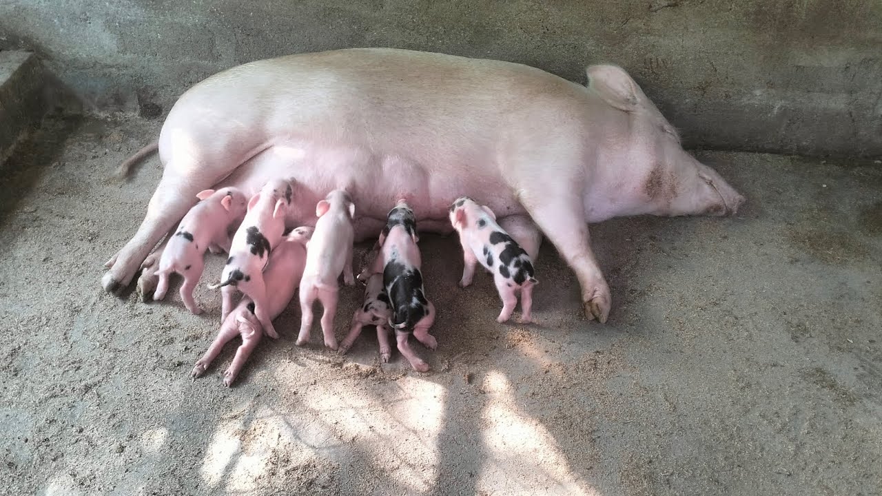 How Baby Pigs Are Feeds Milk #pig #pigfarm #feeding