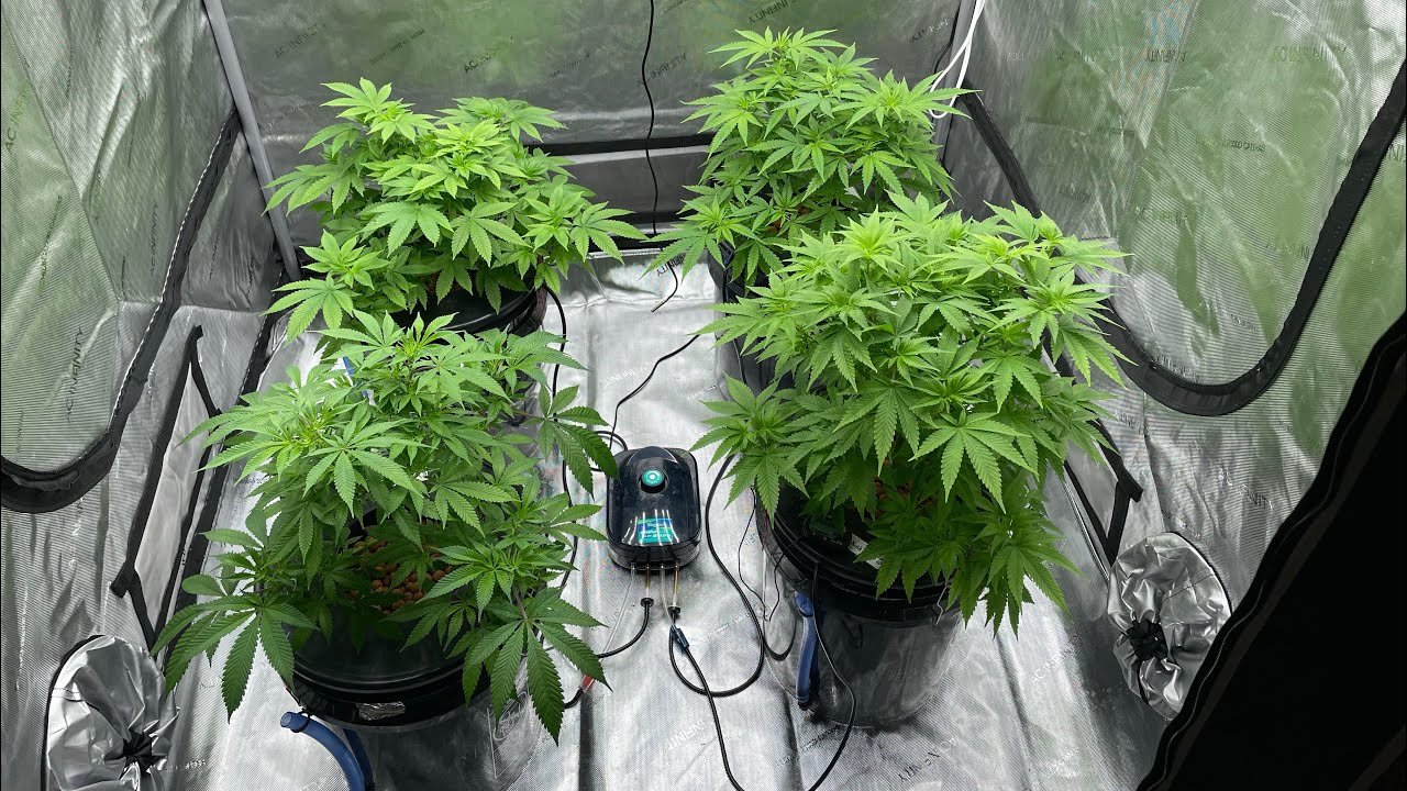 Mars hydro 4x4 grow update🔥🔥