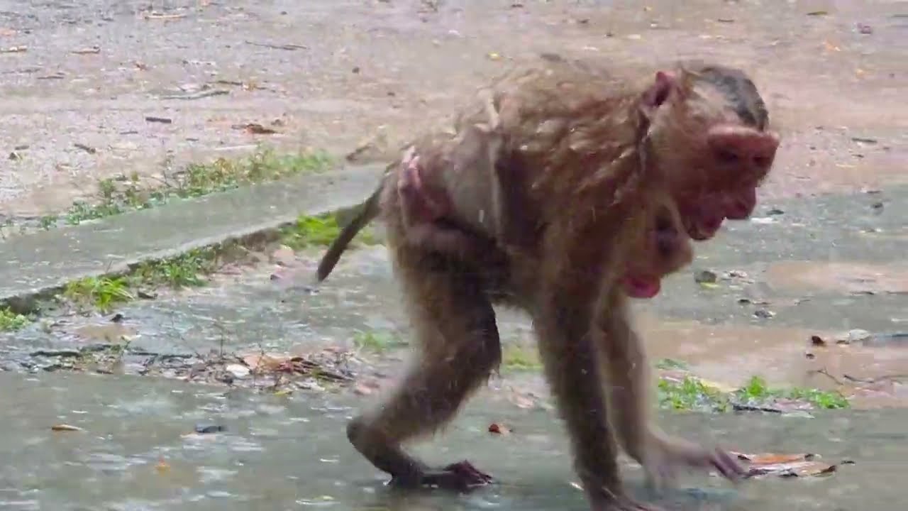 Hot News | Best Video Clip Of the Day | ROJO kindness help to cover LEO from the heavy rain