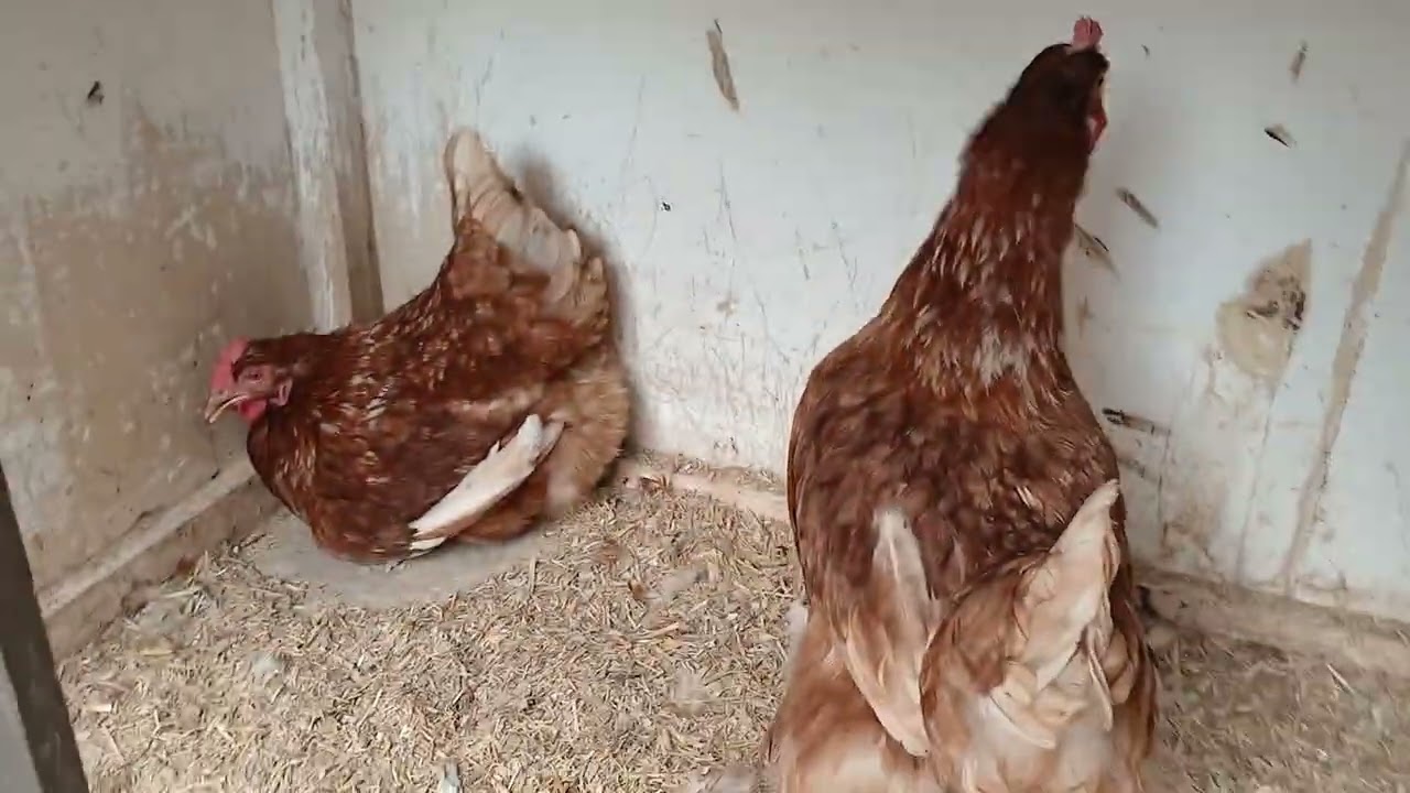 Lohman brown hens masha Allah 