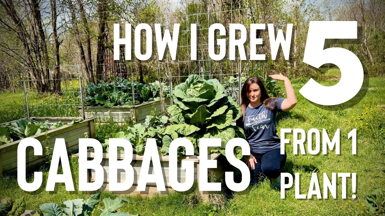 Easy Way to Grow 5 Cabbages from One Plant!