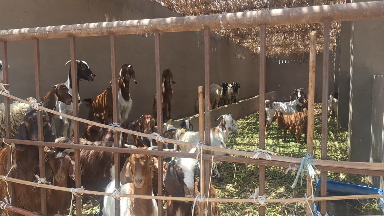 مزرعة 11 فدان مش محتاجة اي كلام الصورة بتتكلم في وادي النطرون طريق مصر اسكندرية الصحراوي