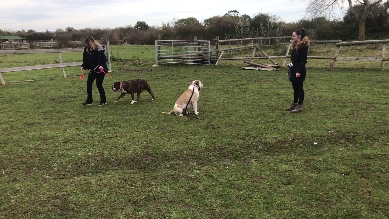 ALAPAHA BULLDOG OBEDIENCE