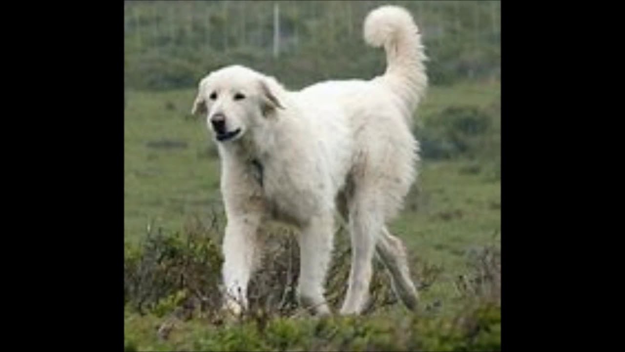 Maremma Sheepdog History And Information
