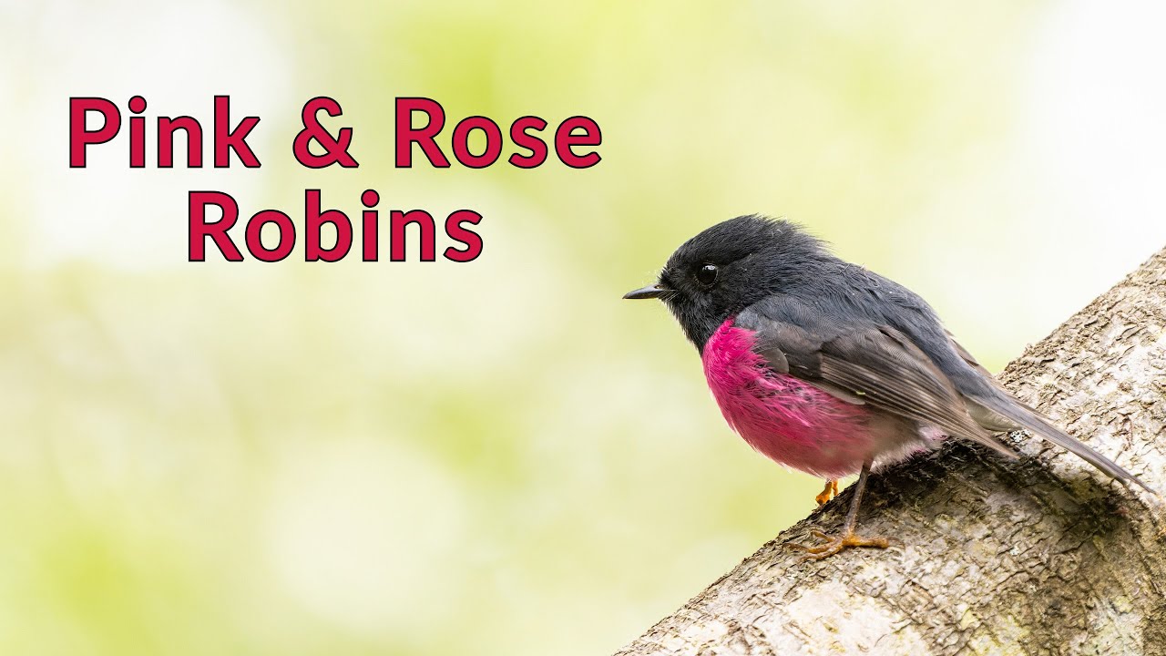 Bird Photography | Pink and Rose Robins | Sony A1 + Sony 200-600mm lens