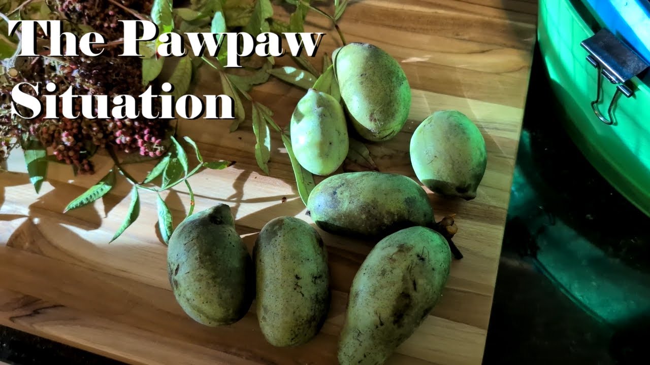 The Pawpaw Situation