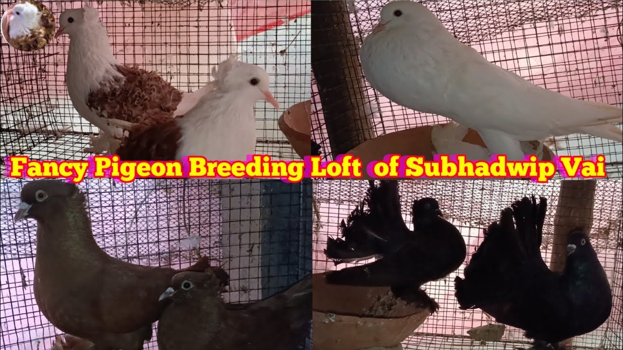 Quality full Fancy Pigeon Breeding Loft Visit of Subhadwip Vai ||Fancy Kabootar Sale in Kolkata