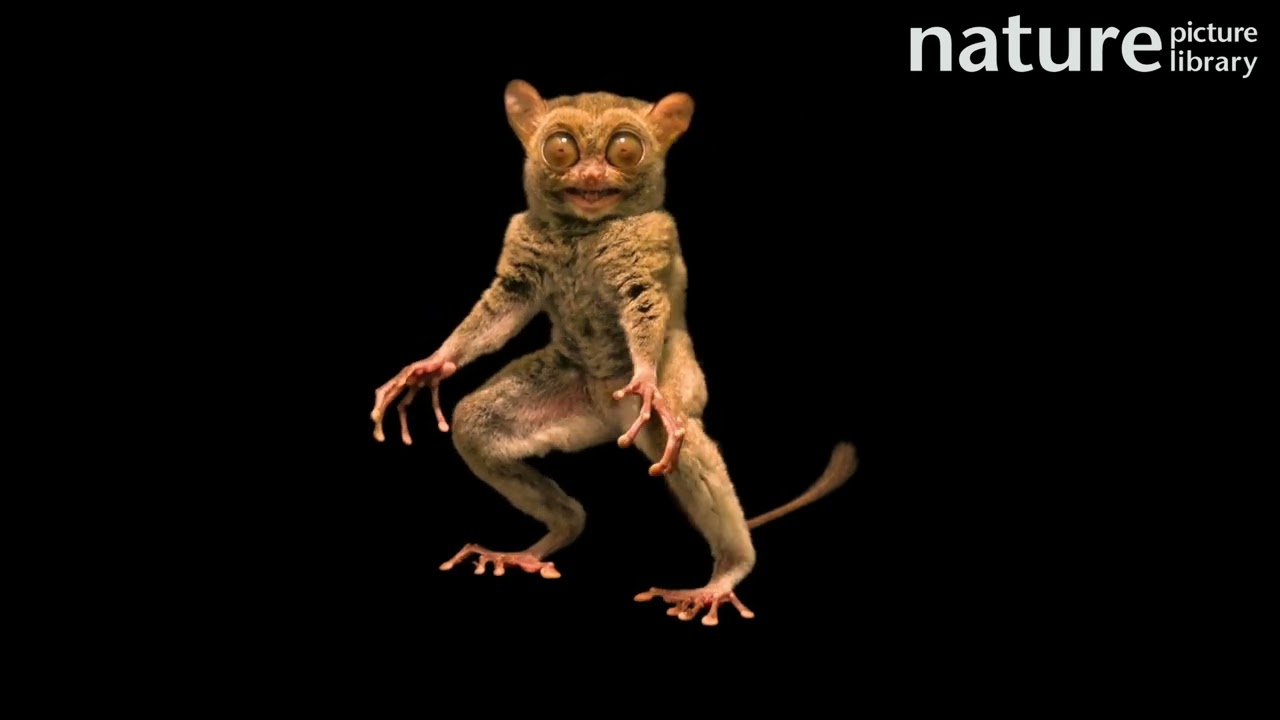Horsfield's tarsier standing up and vocalising, Taman Safari, Indonesia.