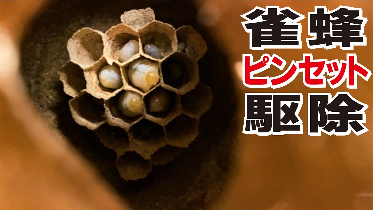 【スズメバチをピンセット駆除】ついでに巣の中のぞいてみた！