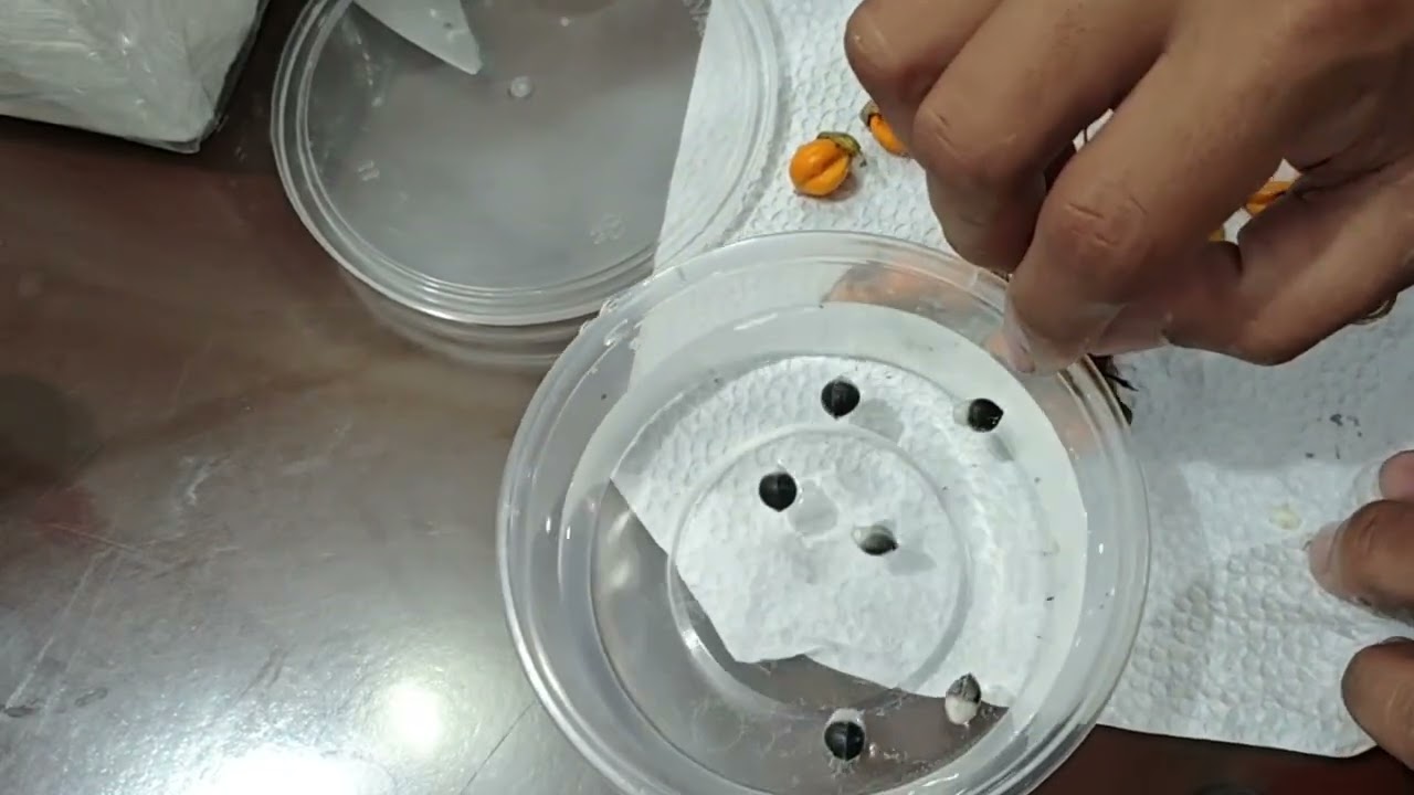 Agarwoods Seeds Germination