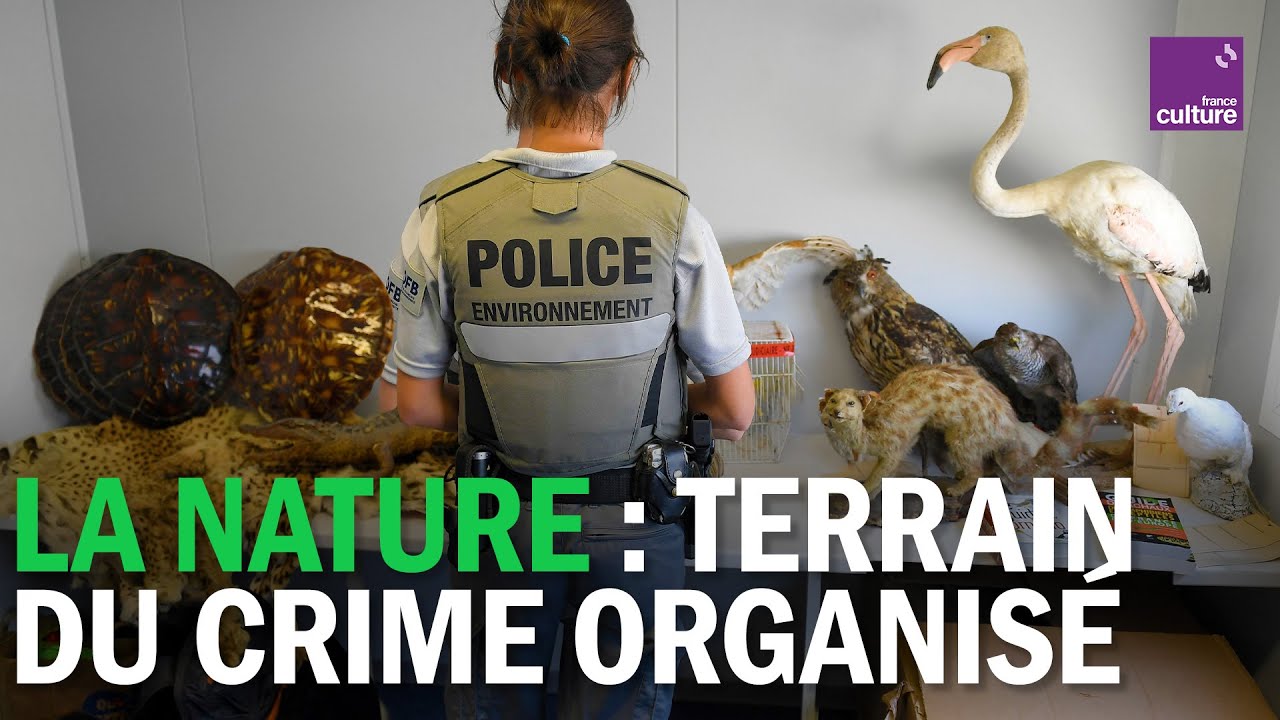 CRIMINALITÉ VERTE : quand l’environnement devient le terrain du crime organisé