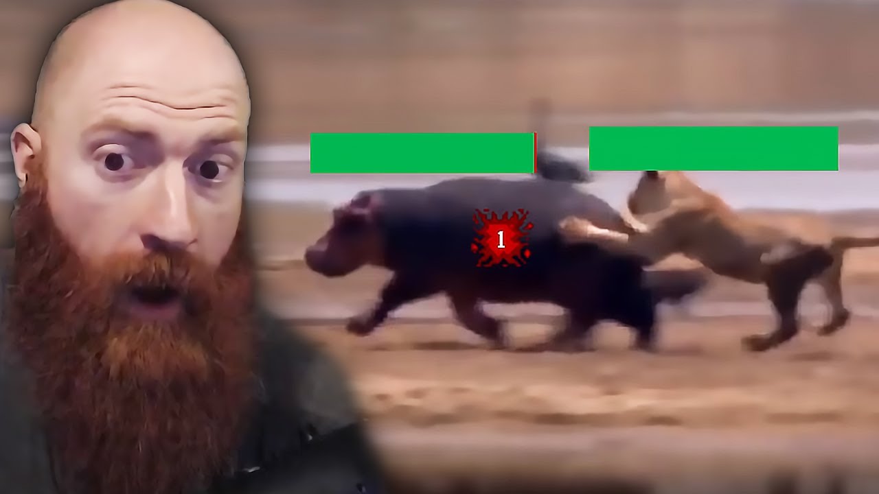 Бегемоты и медоеды — OP? | Реакция Xeno на TierZoo