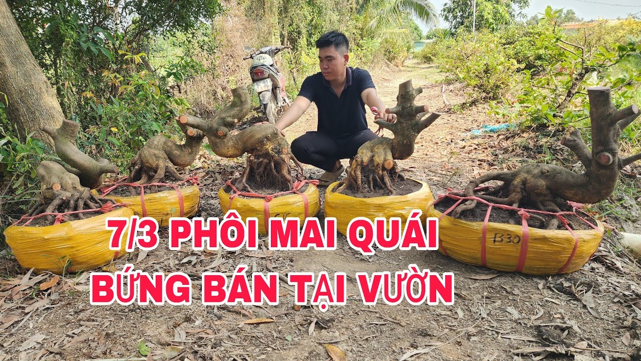 7/3 PHÔI MAI QUÁI BỨNG BÁN TẠI VƯỜN ☎0907813169
