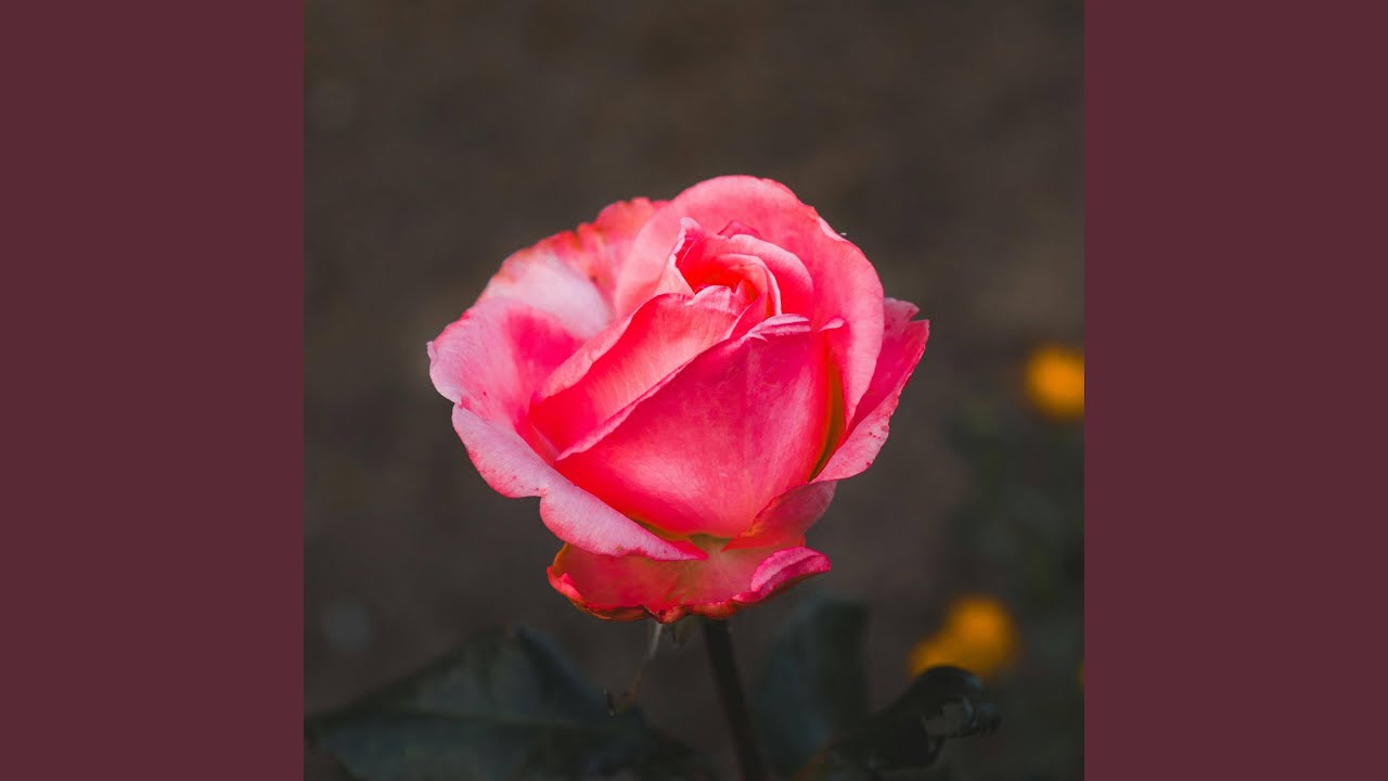 Yavaş Yavaş (V10)