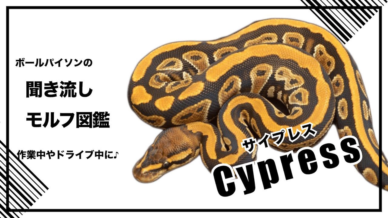 ボールパイソンの聞き流し モルフ図鑑 サイプレス Cypress
