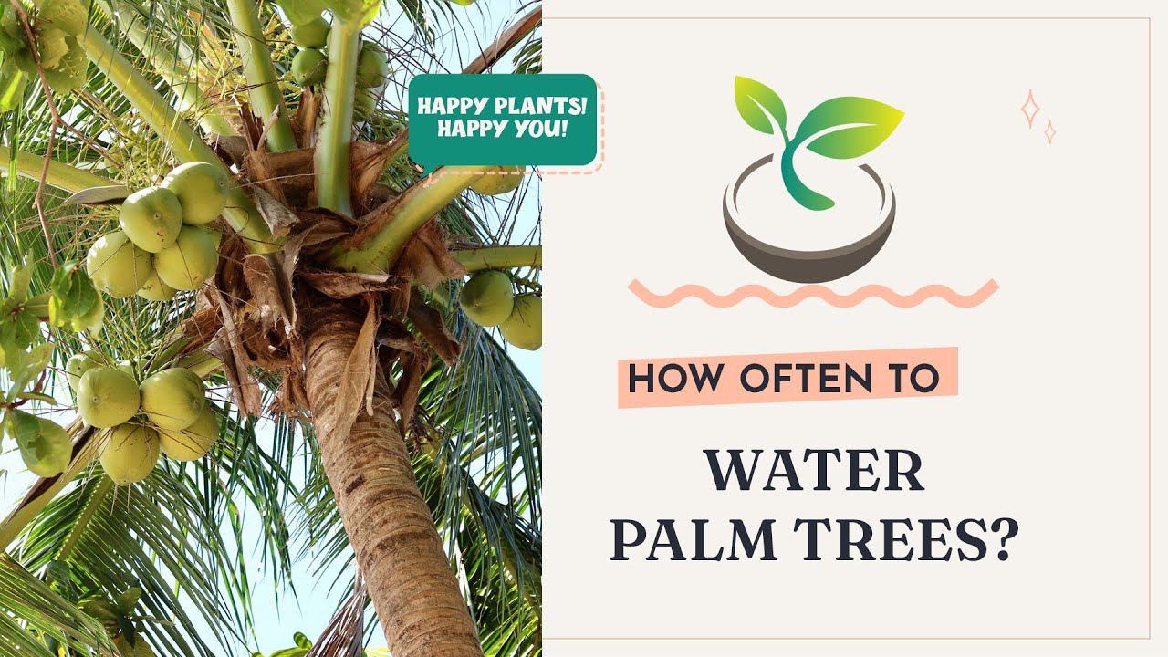 🌿 How Often to Water Palm Trees? - Your Essential Guide