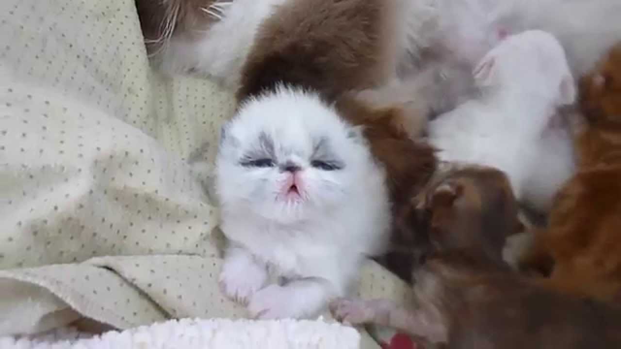 Hydrangea and Holly's 11 & 14 Day Old Persian and Himalayan KIttens May 6  2015