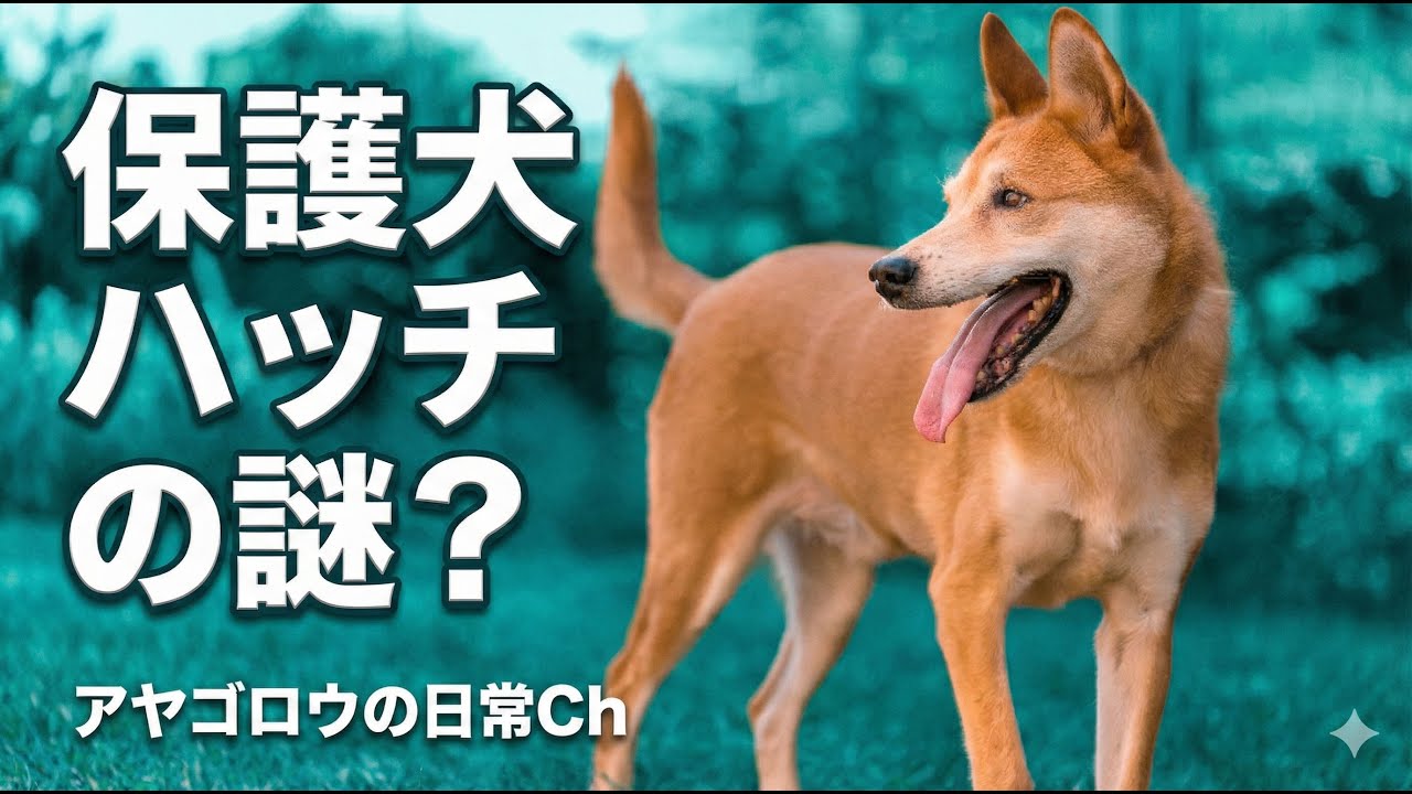 【保護犬】ハッチの謎と近況報告
