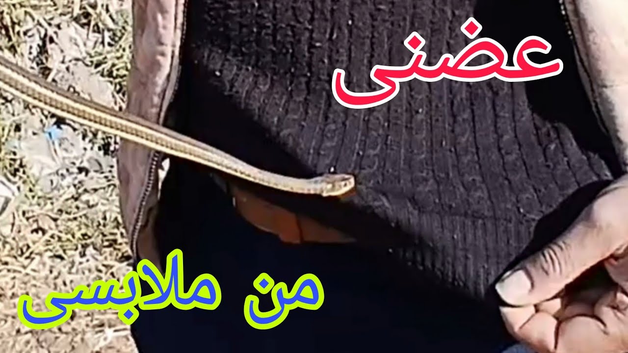 عضنى من ملابسى