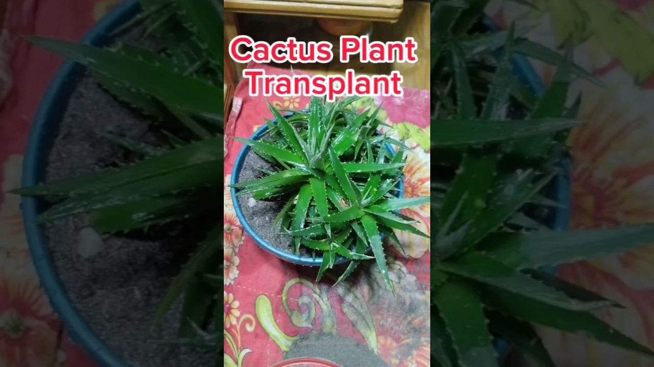 Dyckia brevifolia Plant | Cactus variety #gardening #shorts