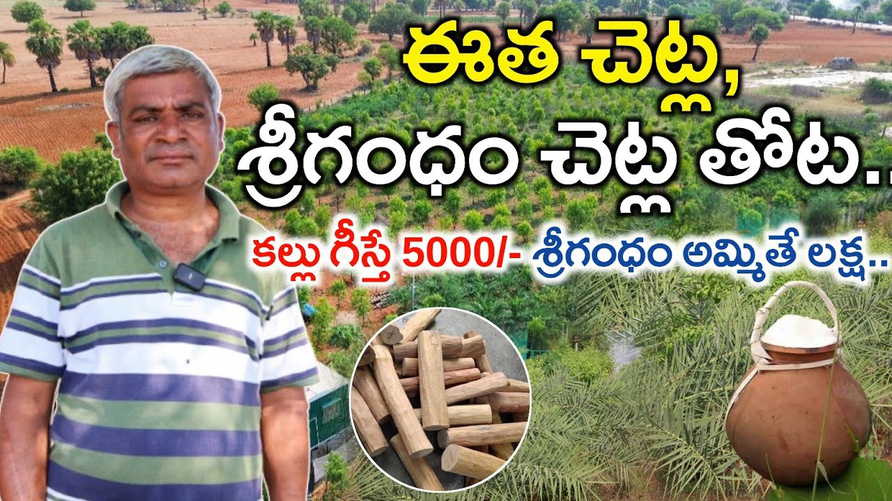 ఈత చెట్లు,శ్రీగంధం చెట్ల సాగు | Palm Tree, White Sandalwood Farming | Shiva Agri Clinic