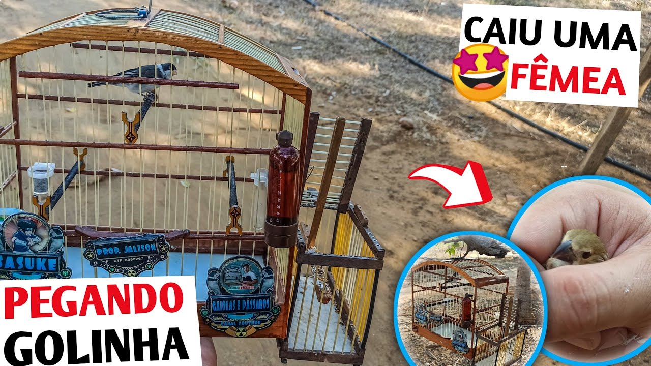 🤩 PEGUEI OUTRA F&Ecirc;MEA DE GOLINHA NO AL&Ccedil;AP&Atilde;O | SOLTURA NO FINAL DO V&Iacute;DEO! 