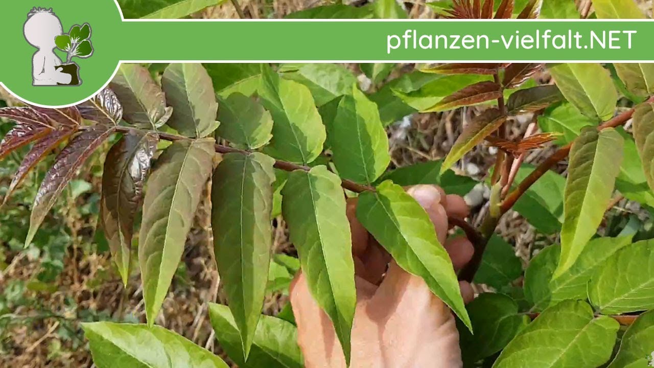 G&ouml;tterbaum - Jung-B&auml;ume - 09.05.18 (Ailanthus altissima) - B&auml;ume & Str&auml;ucher bestimmen